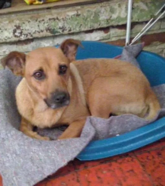 Cachorro ra a SRD idade 2 anos nome Lolita
