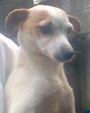 Cachorro ra a SRD idade 1 ano nome Lilica