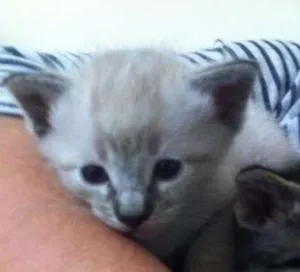 Gato raça SRD idade Abaixo de 2 meses nome Sem nome