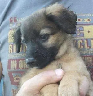 Cachorro raça SRD idade 2 a 6 meses nome Morena