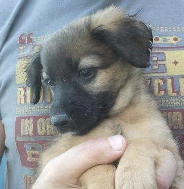 Cachorro raça SRD idade 2 a 6 meses nome Morena