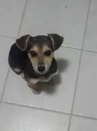 Cachorro ra a s.r.d. idade 2 a 6 meses nome brook e synd