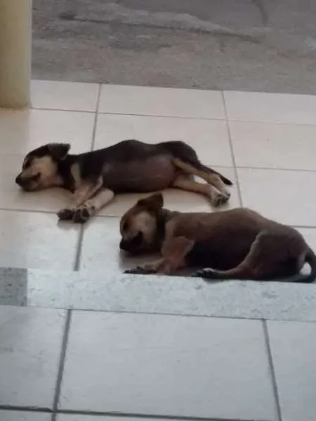 Cachorro ra a s.r.d. idade 2 a 6 meses nome brook e synd