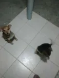 brook e synd