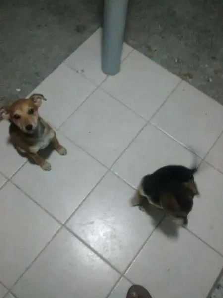 Cachorro ra a s.r.d. idade 2 a 6 meses nome brook e synd
