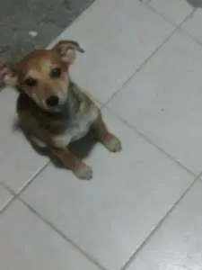 Cachorro ra a s.r.d. idade 2 a 6 meses nome brook e synd