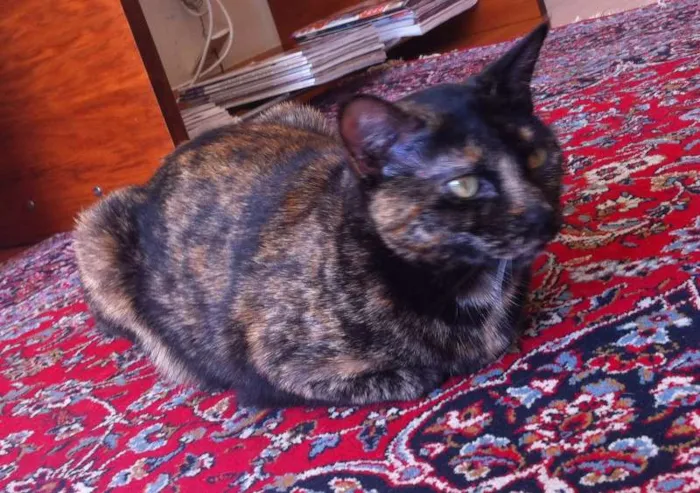 Gato ra a Vira-lata idade 2 anos nome Chiquinho e Chiquinha