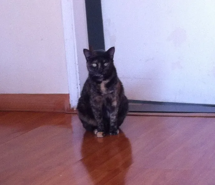 Gato ra a Vira-lata idade 2 anos nome Chiquinho e Chiquinha
