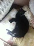 Chiquinho e Chiquinha