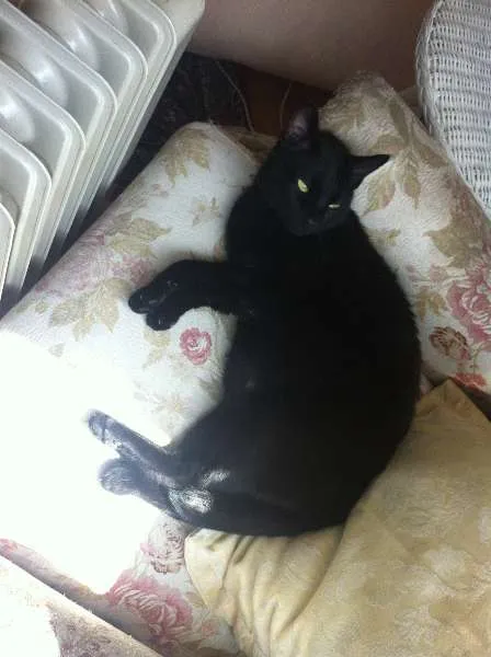Gato ra a Vira-lata idade 2 anos nome Chiquinho e Chiquinha