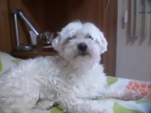 Cachorro raça Maltês idade 6 ou mais anos nome Audy