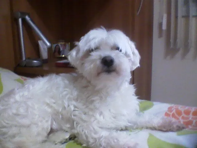 Cachorro ra a Maltês idade 6 ou mais anos nome Audy