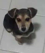 Cachorro raça s.r.d. idade 2 a 6 meses nome brook e synd