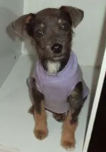 Cachorro raça SRD idade 2 a 6 meses nome Mily