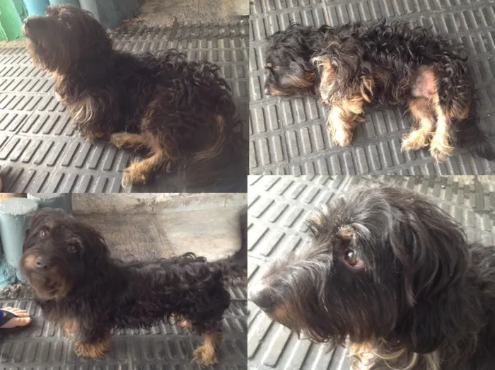 Cachorro ra a não sei dizer idade 3 anos nome não sei