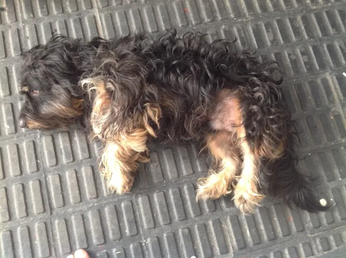 Cachorro ra a não sei dizer idade 3 anos nome não sei