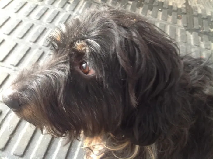 Cachorro ra a não sei dizer idade 3 anos nome não sei