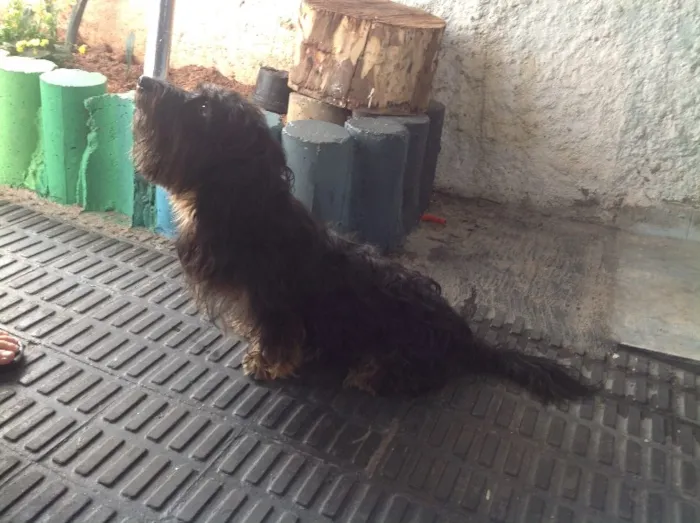 Cachorro ra a não sei dizer idade 3 anos nome não sei