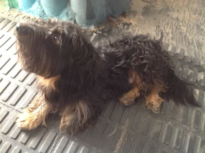 Cachorro ra a não sei dizer idade 3 anos nome não sei