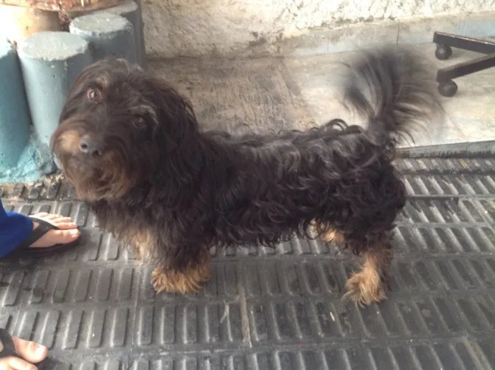 Cachorro ra a não sei dizer idade 3 anos nome não sei