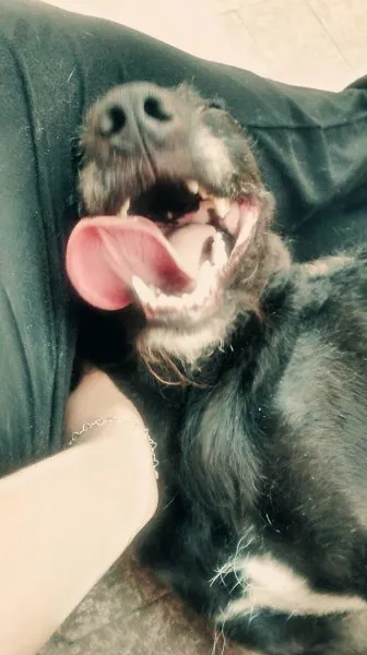 Cachorro ra a SRD idade 2 anos nome Kiara