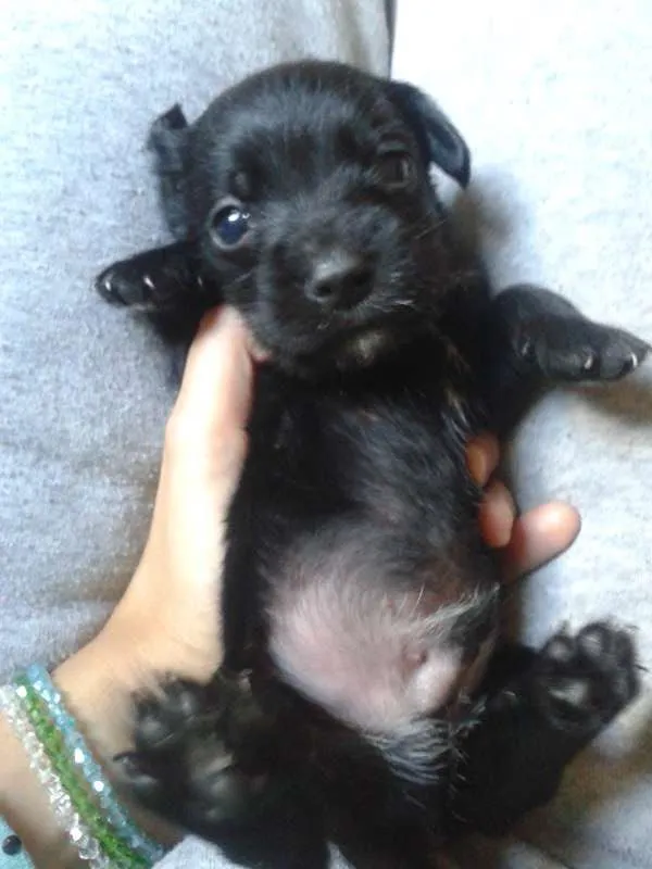 Cachorro ra a schnauzer x SRD idade Abaixo de 2 meses nome Filhote
