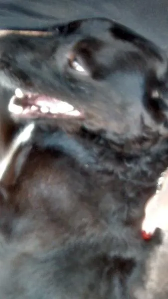 Cachorro ra a SRD idade 2 anos nome Kiara