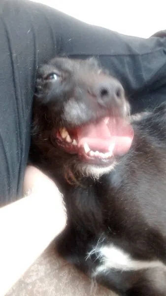 Cachorro ra a SRD idade 2 anos nome Kiara