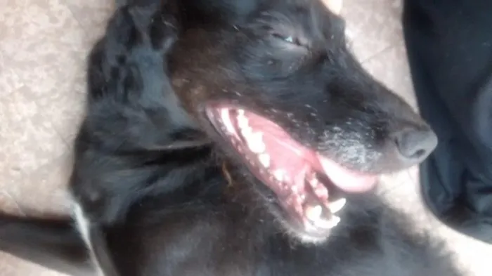 Cachorro ra a SRD idade 2 anos nome Kiara