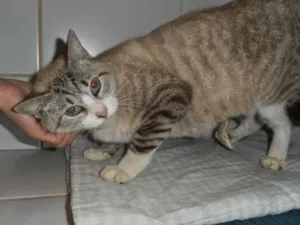 Gato raça srd idade 1 ano nome Lolla
