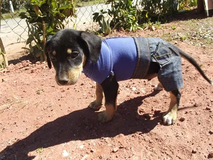 Cachorro ra a SRD idade 2 a 6 meses nome Dimy