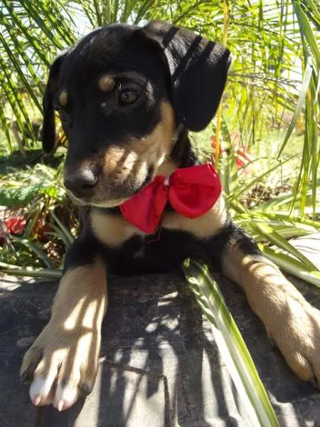 Cachorro ra a SRD idade 2 a 6 meses nome Dimy
