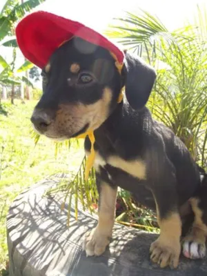 Cachorro raça SRD idade 2 a 6 meses nome Dimy