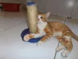 Pamonha