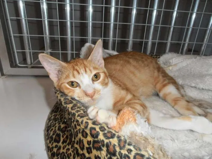 Gato ra a srd idade 2 a 6 meses nome Pamonha
