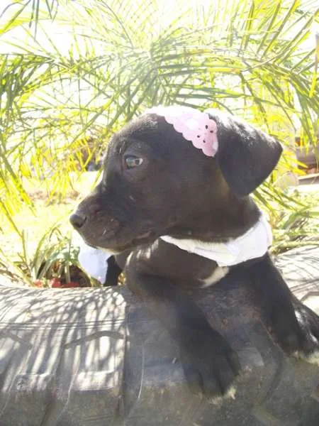 Cachorro ra a SRD idade 2 a 6 meses nome Onix