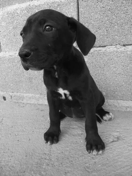 Cachorro ra a SRD idade 2 a 6 meses nome Onix