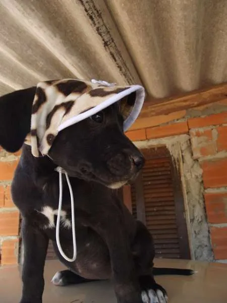 Cachorro ra a SRD idade 2 a 6 meses nome Onix