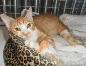Gato raça srd idade 2 a 6 meses nome Pamonha