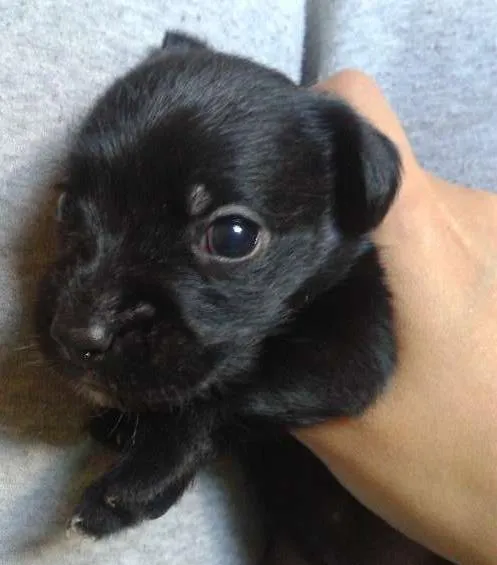 Cachorro ra a schnauzer x SRD idade Abaixo de 2 meses nome Filhote