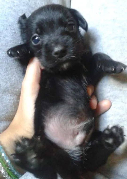 Cachorro ra a schnauzer x SRD idade Abaixo de 2 meses nome Filhote
