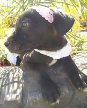 Cachorro raça SRD idade 2 a 6 meses nome Onix
