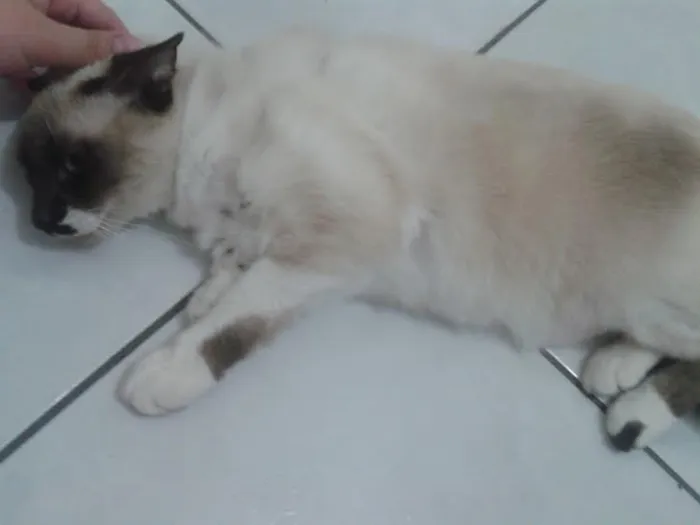 Gato ra a Siamês idade 2 anos nome Nina