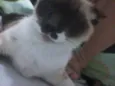 Nina
