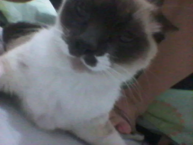 Gato ra a Siamês idade 2 anos nome Nina
