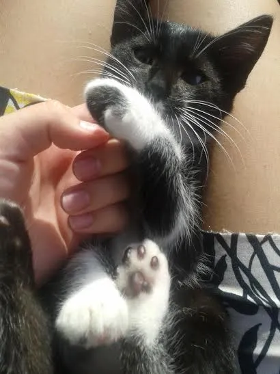 Gato ra a SRD idade 2 a 6 meses nome Felicia