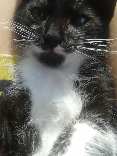 Gato ra a SRD idade 2 a 6 meses nome Felicia