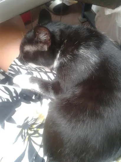 Gato ra a SRD idade 2 a 6 meses nome Felicia