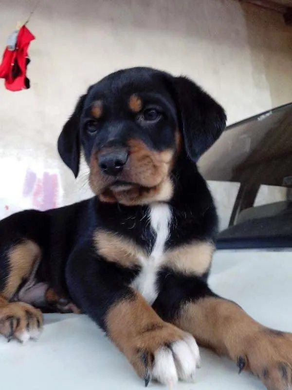 Cachorro ra a indefinida  idade Abaixo de 2 meses nome Bart e Fred