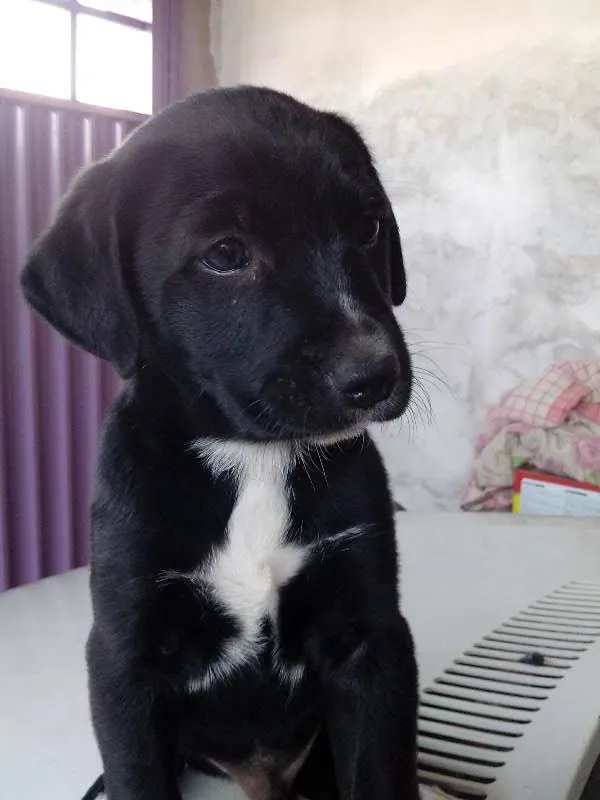 Cachorro ra a indefinida  idade Abaixo de 2 meses nome Bart e Fred